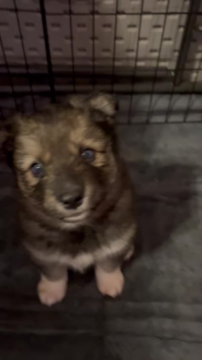 Rosa , a female Siberian Husky for sale in Kansas City, KS – 4 of 4