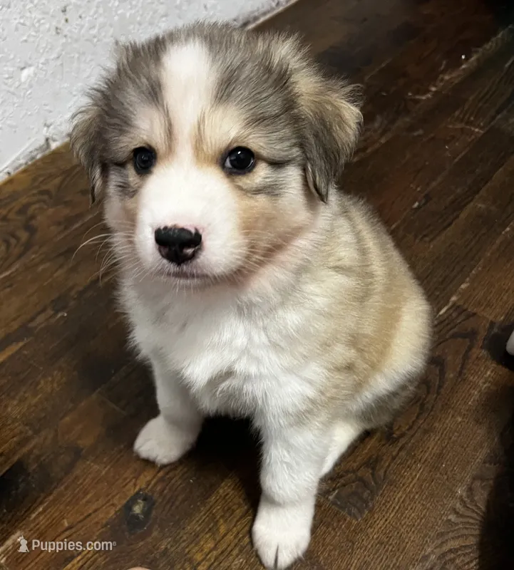 Oso – Siberian Husky puppy for sale in Kansas City, MO