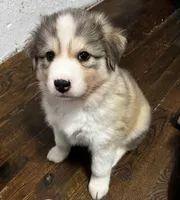 Oso, a male Siberian Husky for sale in Kansas City, MO – 2 of 7