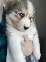 Oso, a male Siberian Husky for sale in Kansas City, KS – 1 of 5