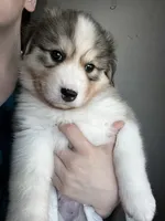 Oso, a male Siberian Husky for sale in Kansas City, KS – 2 of 3