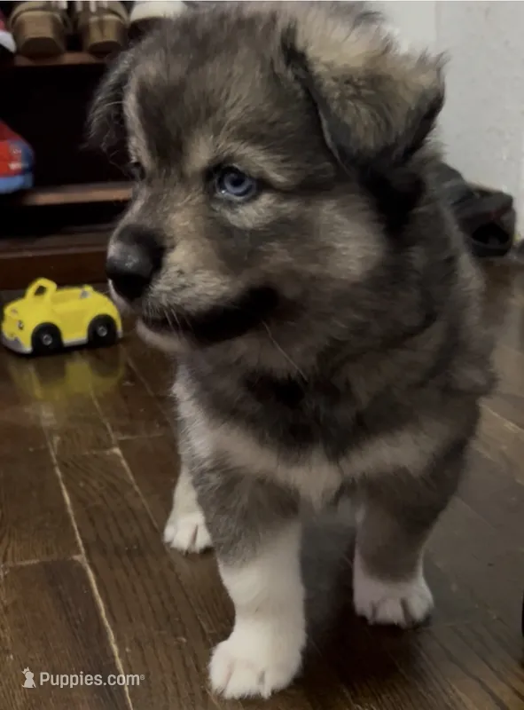 Jewels  – Siberian Husky puppy for sale in Kansas City, MO