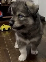 Jewels , a female Siberian Husky for sale in Kansas City, MO – 1 of 6
