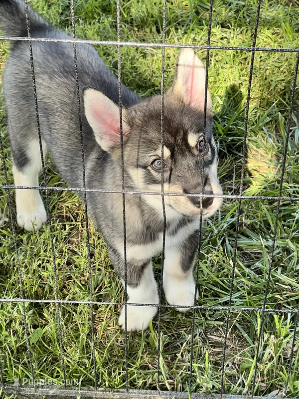 Cookie  – Siberian Husky puppy for sale in Kansas City, KS