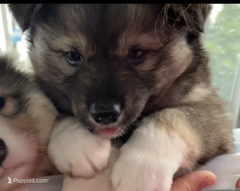 Rosa  – Siberian Husky puppy for sale in Kansas City, MO