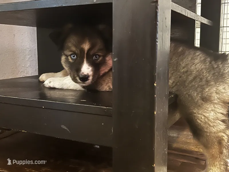 Diamond – Siberian Husky puppy for sale in Kansas City, MO
