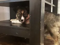 Diamond, a female Siberian Husky for sale in Kansas City, MO – 1 of 6