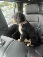 Cooper, a male Bernedoodle for sale in Nederland, TX – Photo 2 of 4