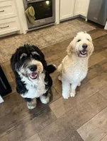 Cooper, a male Bernedoodle for sale in Nederland, TX – Photo 3 of 4