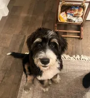 Cooper, a male Bernedoodle for sale in Nederland, TX – Photo 1 of 4
