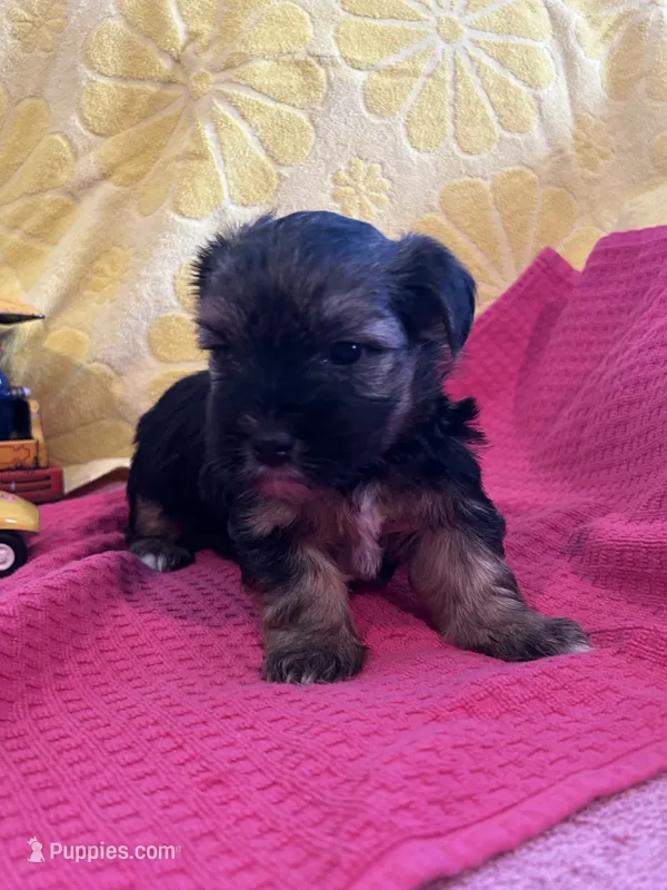 Leo – Yorkshire Terrier puppy for sale in Holly Pond, AL