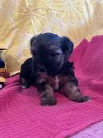 Leo, a male Yorkshire Terrier for sale in Holly Pond, AL – 1 of 7