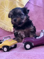 Sadie, a female Yorkshire Terrier for sale in Holly Pond, AL – 7 of 7