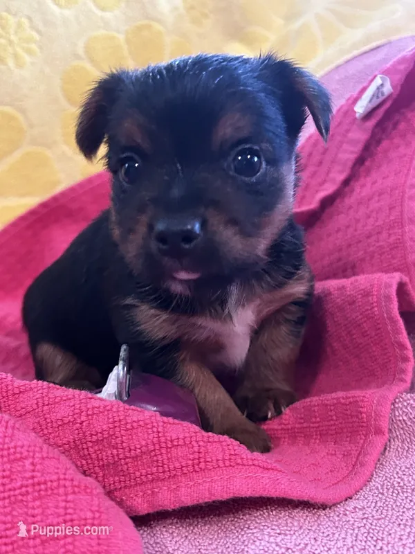 Toby – Yorkshire Terrier puppy for sale in Holly Pond, AL