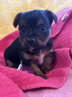 Toby, a male Yorkshire Terrier for sale in Holly Pond, AL – 1 of 7