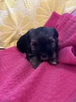 Leo, a male Yorkshire Terrier for sale in Holly Pond, AL – 2 of 7