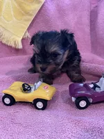 Sadie, a female Yorkshire Terrier for sale in Holly Pond, AL – 5 of 7