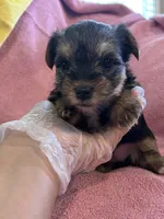 Haley, a female Yorkshire Terrier for sale in Holly Pond, AL – 7 of 7