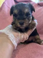 Haley, a female Yorkshire Terrier for sale in Holly Pond, AL – 4 of 7