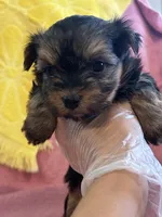 Sadie, a female Yorkshire Terrier for sale in Holly Pond, AL – 2 of 7