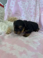 Layla, a female Yorkshire Terrier for sale in Holly Pond, AL – Photo 3 of 4