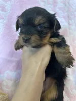 Layla, a female Yorkshire Terrier for sale in Holly Pond, AL – Photo 4 of 4