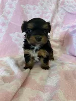 Layla, a female Yorkshire Terrier for sale in Holly Pond, AL – Photo 1 of 4