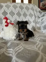 Alex, a male Yorkshire Terrier for sale in Holly Pond, AL – Photo 5 of 6