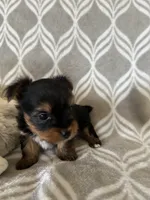 Alex, a male Yorkshire Terrier for sale in Holly Pond, AL – Photo 6 of 6