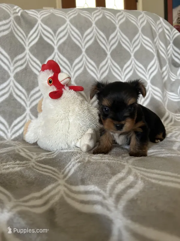 Alex – Yorkshire Terrier puppy for sale in Holly Pond, AL