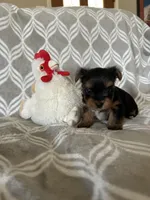 Alex, a male Yorkshire Terrier for sale in Holly Pond, AL – Photo 1 of 6