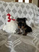 Alex, a male Yorkshire Terrier for sale in Holly Pond, AL – Photo 4 of 6