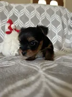 Alex, a male Yorkshire Terrier for sale in Holly Pond, AL – Photo 3 of 6