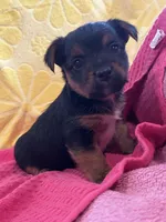 Toby, a male Yorkshire Terrier for sale in Holly Pond, AL – 2 of 7