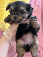 Sadie, a female Yorkshire Terrier for sale in Holly Pond, AL – 6 of 7