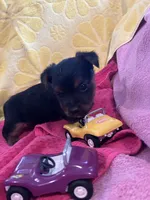 Toby, a male Yorkshire Terrier for sale in Holly Pond, AL – 5 of 7