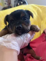 Toby, a male Yorkshire Terrier for sale in Holly Pond, AL – 6 of 7