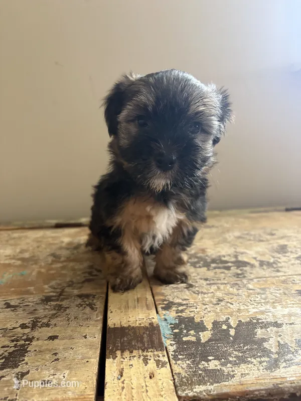 Leo – Yorkshire Terrier puppy for sale in Holly Pond, AL