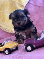 Sadie, a female Yorkshire Terrier for sale in Holly Pond, AL – 1 of 7