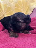 Leo, a male Yorkshire Terrier for sale in Holly Pond, AL – 7 of 7