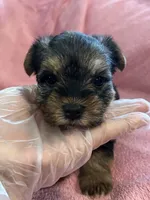 Haley, a female Yorkshire Terrier for sale in Holly Pond, AL – 2 of 7