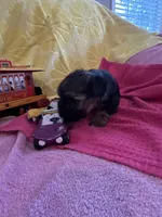 Leo, a male Yorkshire Terrier for sale in Holly Pond, AL – 6 of 7