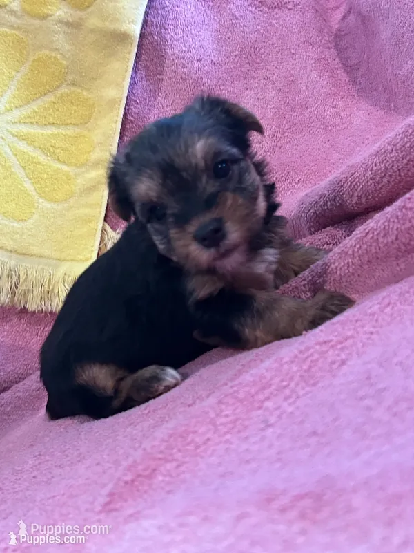 Haley – Yorkshire Terrier puppy for sale in Holly Pond, AL