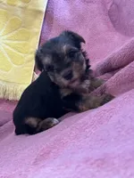 Haley, a female Yorkshire Terrier for sale in Holly Pond, AL – 3 of 7