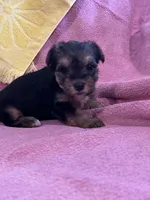 Haley, a female Yorkshire Terrier for sale in Holly Pond, AL – 6 of 7