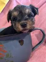 Haley, a female Yorkshire Terrier for sale in Holly Pond, AL – 1 of 7