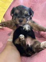 Haley, a female Yorkshire Terrier for sale in Holly Pond, AL – 5 of 7