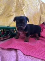 Toby, a male Yorkshire Terrier for sale in Holly Pond, AL – 7 of 7