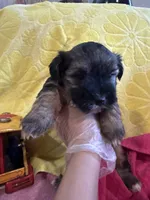 Leo, a male Yorkshire Terrier for sale in Holly Pond, AL – 5 of 7
