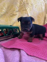 Toby, a male Yorkshire Terrier for sale in Holly Pond, AL – 4 of 7